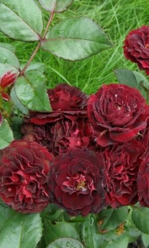 Троянда бордюрна Red Sensation (Ред Сенсейшн)