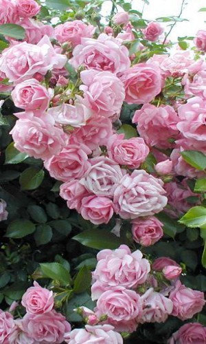  Троянда плетиста Pink Pearls