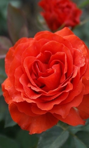 Троянда El Toro (Ель Торо)
