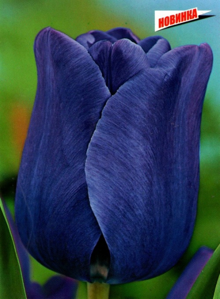  Тюльпан тріумф Blue Aimable