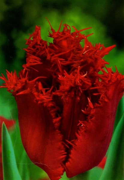  Тюльпан бахромчастий Valerij Gergiev