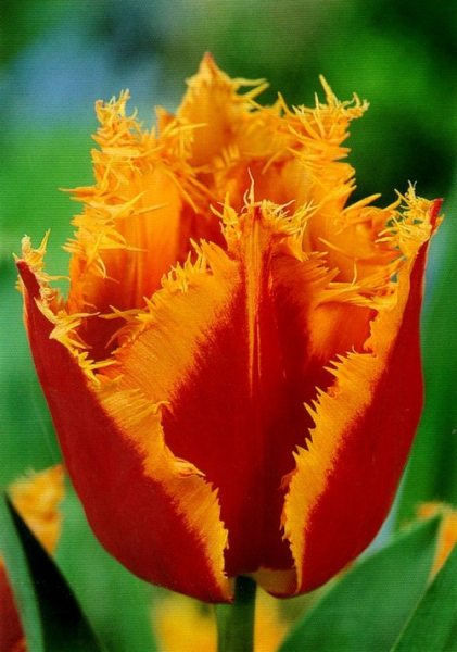  Тюльпан бахромчастий Palmares