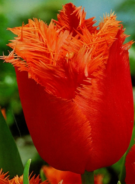  Тюльпан бахромчастий Noranda