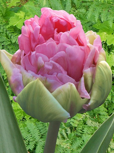 Тюльпан махровий Aveyron