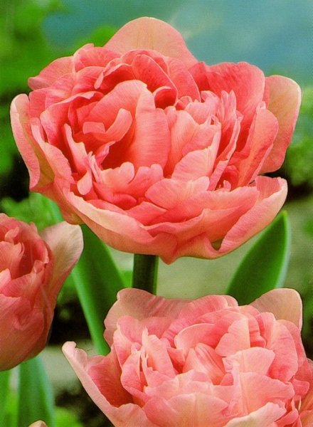  Тюльпан махровий Angelique