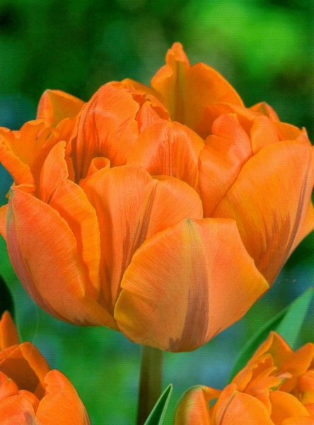  Тюльпан махровий Orange Princess
