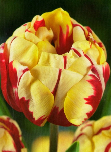  Тюльпан махровий Monsella