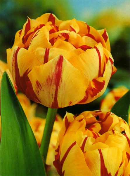  Тюльпан махровий Golden Nizza