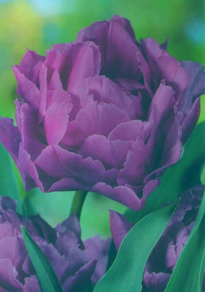  Тюльпан махровий Blue Diamоnd