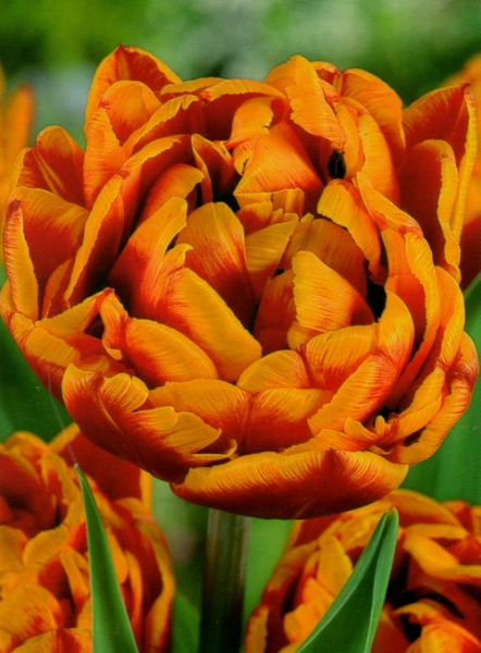  Тюльпан махровий Allegretto