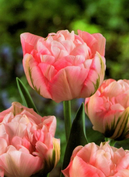  Тюльпан Peach Blossom махровий+багатоквітковий