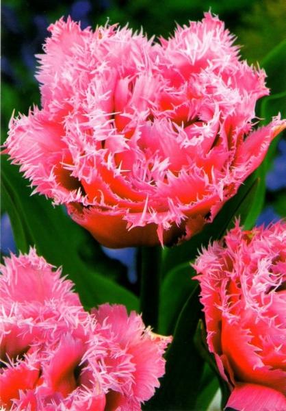  Тюльпан Queensland махровий