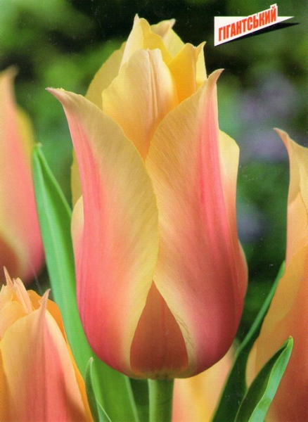  Тюльпан гігантський Blushing Beauty
