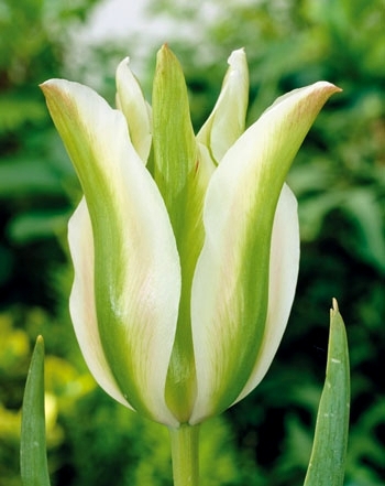  Тюльпан віридифлора Spring Green