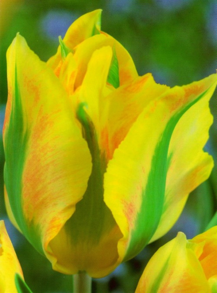 Тюльпан віридифлора Formosa