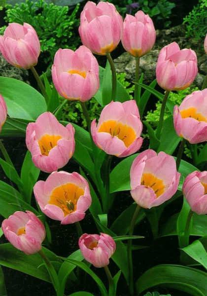  Тюльпан ботанічний Lilac Wonder
