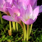 Колхікум ( Пізньоцвіт  осінній )  Lilac Bedder