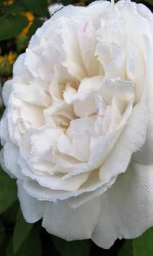 Троянда англійська White Sensation (Біла сенсація)