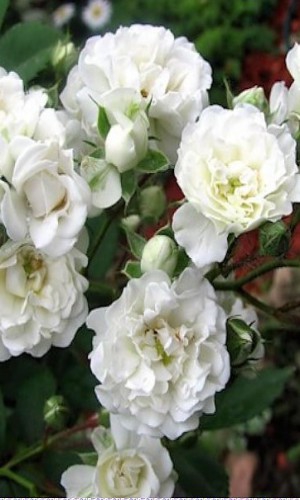 Троянда грунтопокривна Swany (Свані)