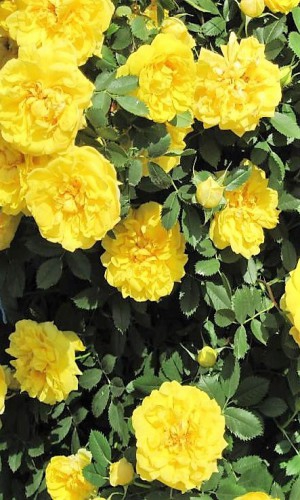 Паркова троянда Konsuella (Консуелла)