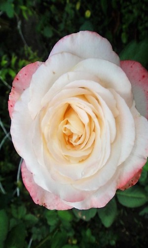 Роза Belle Perle (Белла Перла)