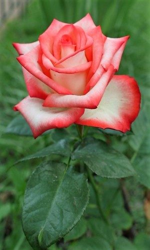 Троянда Blush (Блаш)