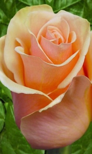 Роза Versilia (Версилія)