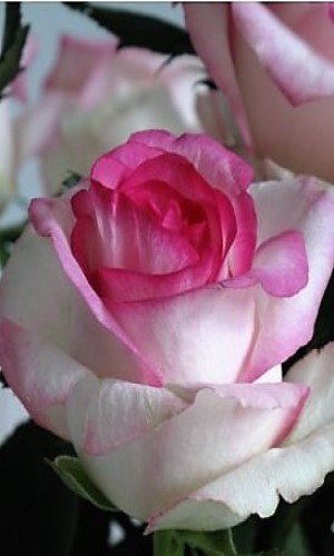 Троянда Dolce Vita (Дольче Віта)