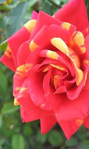 Троянда паркова Papagena (Пападжена)