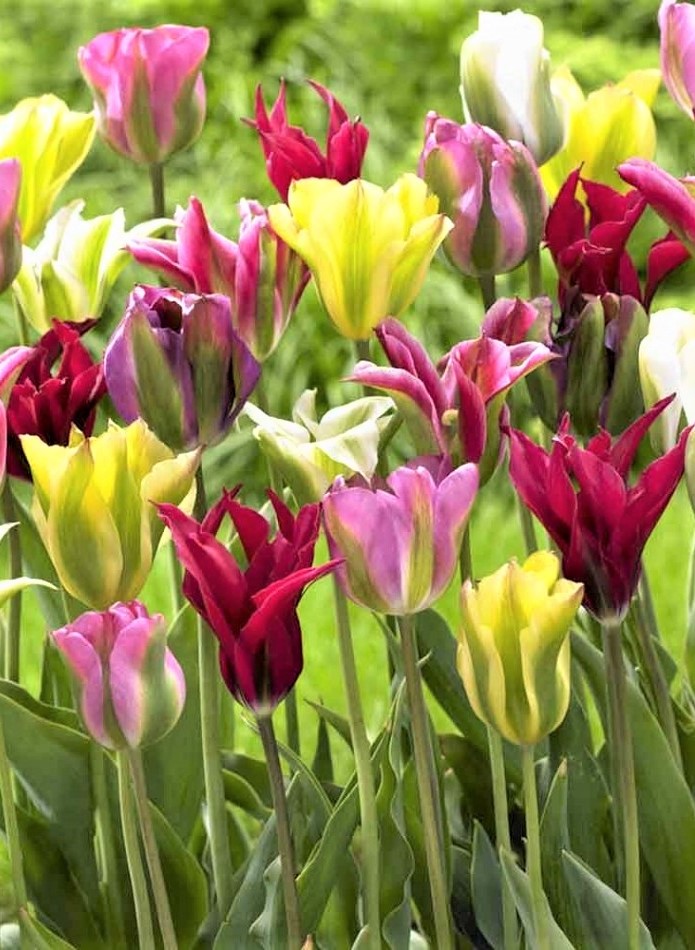  Тюльпани Вірідіфлора
