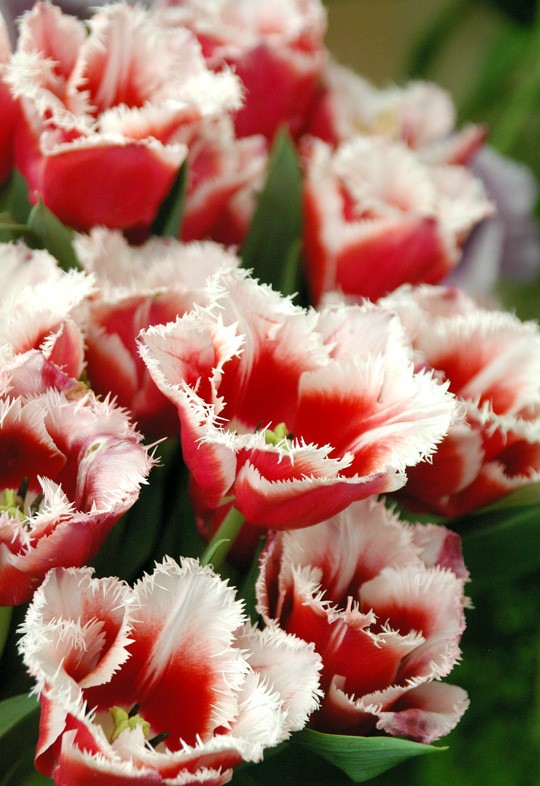  Тюльпани Бахромчаті