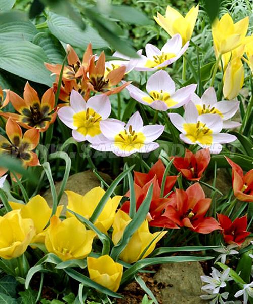 Тюльпани Ботанічні (низькорослі)