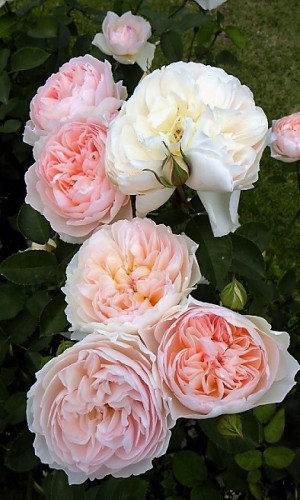Роза плетистая английская Heart of Rose (Серце Розы)