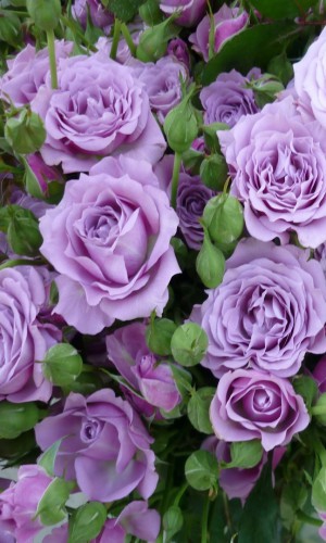 Троянда спрей дрібноквіткова Lilac (Лілак)