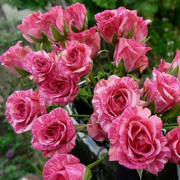 Роза спрей мелкоцветковая Pink Flesh (Пинк Флеш)