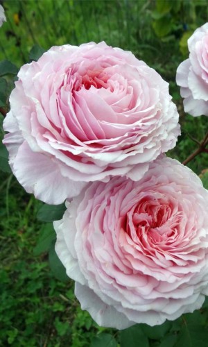 Роза английская Subtlety (Нежность)