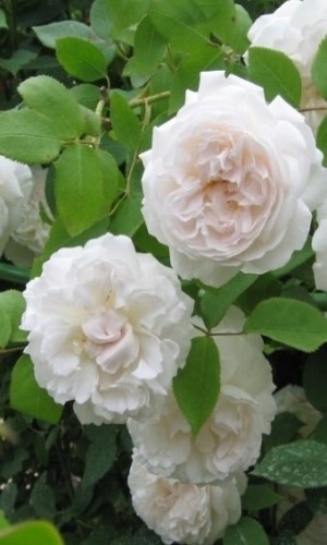 Роза плетистая английская Shining Bright (Сияющая невеста)