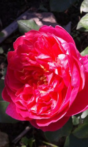 Троянда плетиста англійська Pink Ice ( Рожевий лід)