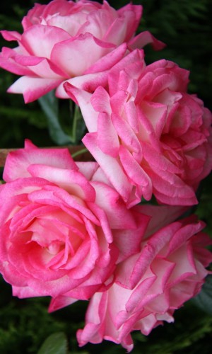  Троянда плетиста Handel