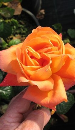 Роза Louis de Funes (Луї де Фінес)