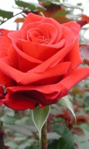 Троянда Red Berlin (Ред Берлін)