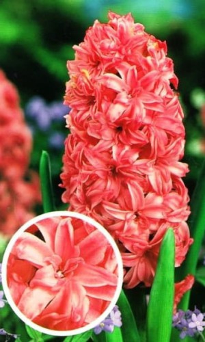 Гиацинт махровый Chestnut Flower 