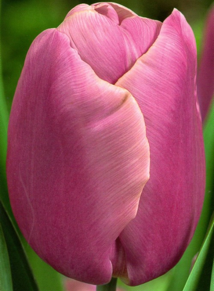 Тюльпан триумф Holland Beauty 