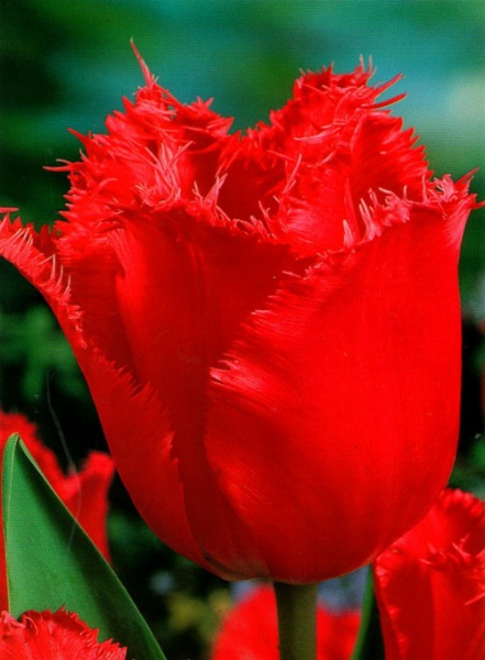 Тюльпан бахромчатый Red Wing 