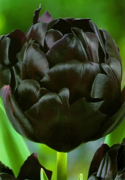 Тюльпан махровый Black Hero 