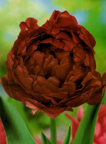 Тюльпан махровый Antraciet 