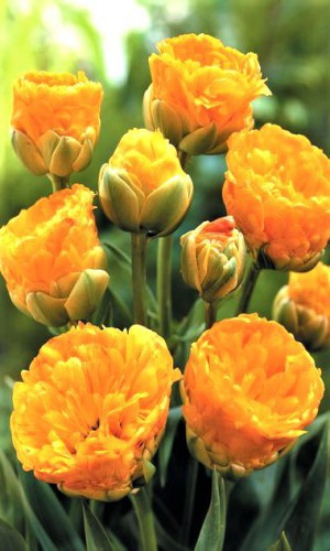 Тюльпан Double Beauty of Apeldoorn махровый+многоцветковый 