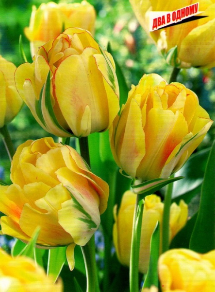 Тюльпан Aquilla махровый+многоцветковый 