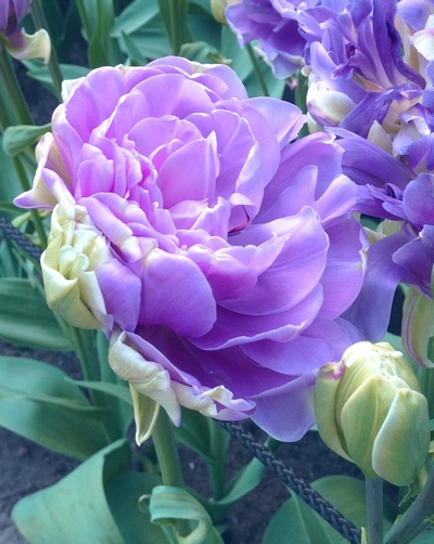 Тюльпан Lilac Perfection махровый+многоцветковый 