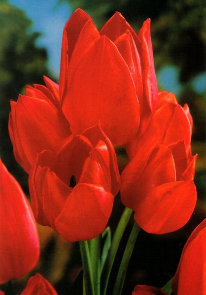 Тюльпан мультифлора Orange Bouquet 